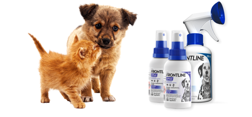 vlooien- en tekenbehandelingen voor honden en katten | FRONTLINE®
